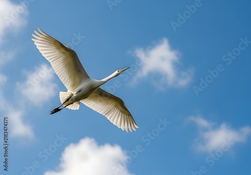 Elegant white bird flying against blue sky