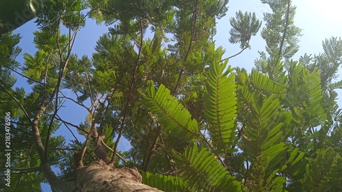 Cuadro en lienzo Green tree canopy viewed from below against a clear blue sky