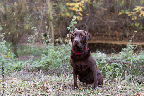 Porträt eines braunen Labrador Retriever im Park