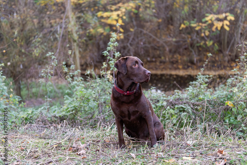 Brauner Labrador Retriever sitzt im Park