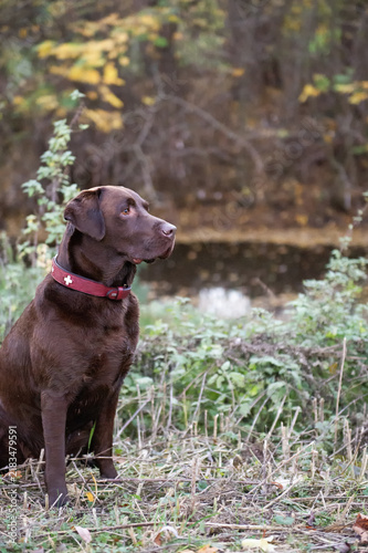 Labrador Retriever sitzt im Park