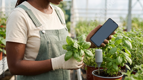 Worker holding basil plant and checking smart soil sensor data with mobile phone in greenhouse