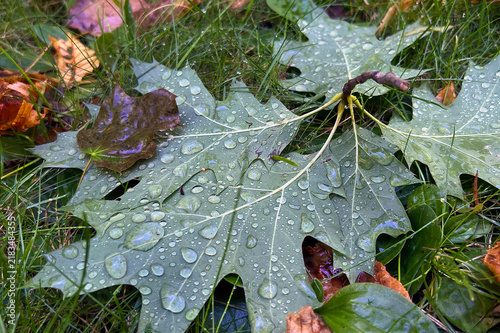 Close up of a fallen silver maple leaf with water droplets on green grass after rain. Macro view of wet Acer saccharinum foliage with rain drops in autumn park. Horizontal layout backdrop.