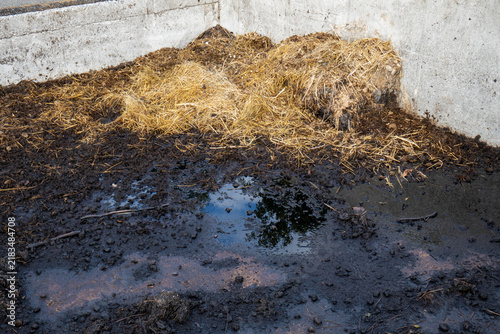 Concrete manure pit with organic animal waste and straw on livestock farm.