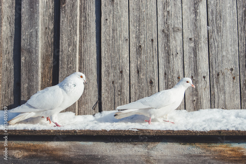 wo white doves walking on a snowy wooden ledge against an old rustic wall