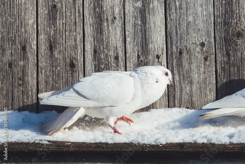 Close-up portrait of a white dove walking through fresh snow on a sunny day