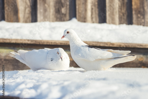 Pair of white doves resting in bright winter snow against a blurred wooden fence