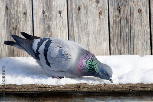Grey feral pigeon with iridescent neck feathers foraging in the winter snow