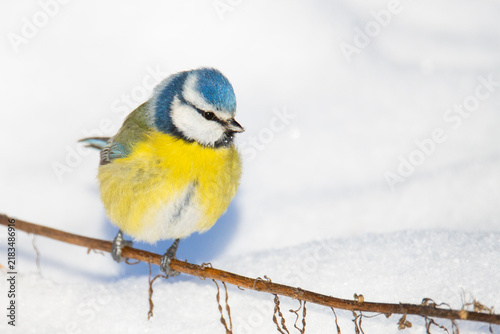 Colorful Blue Tit bird perched on a bare branch over winter snow