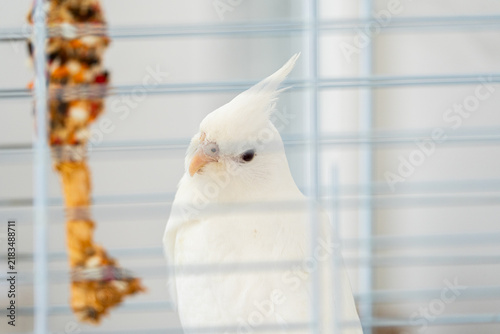 Foto Cockatiel occupies cage