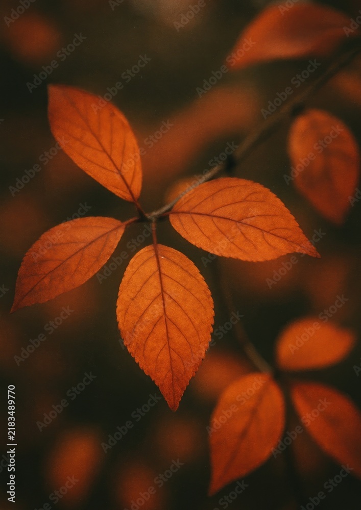 Obraz premium Autumn leaves vibrant mobile wallpaper.