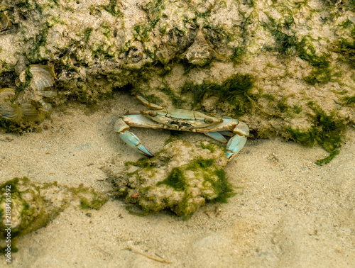 Bild auf Leinwand Crustacean Foraging on an Algae-Covered Intertidal Shore