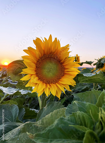 sunflower field in evening summer