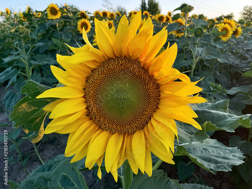 sunflower field in evening summer
