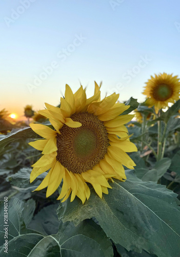 sunflower field in evening summer