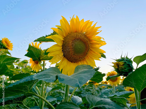 sunflower field in evening summer