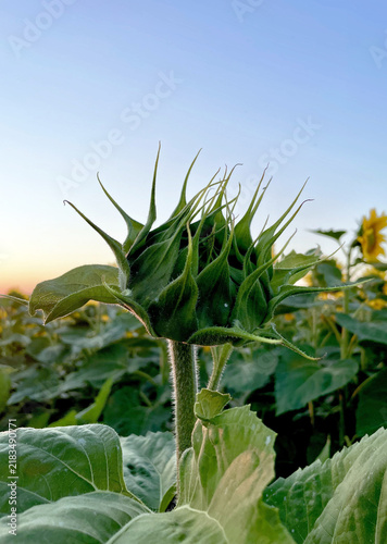 sunflower field in evening summer