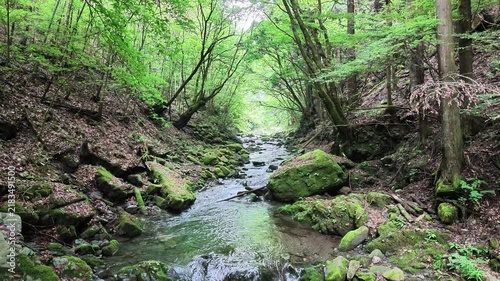 Mountain stream among mossy boulders in a cedar forest Hinohara Tokyo