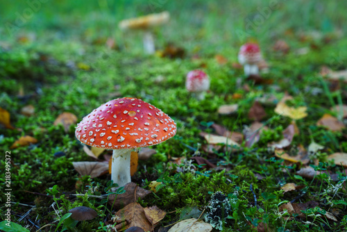 Quadro su tela fly agaric mushroom