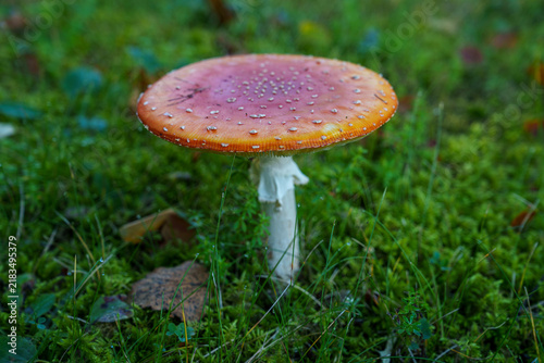 Cuadro en lienzo red fly agarics