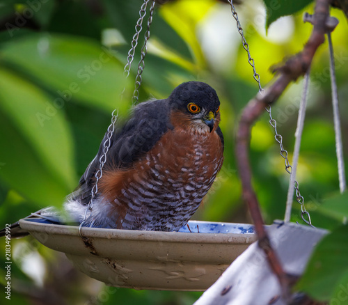 A sparrowhawk in a hanging birdbath in the garden