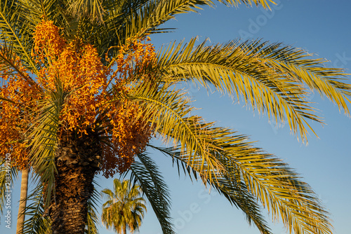 Date Palm with Ripe Fruit Clusters in Side, Turkey
