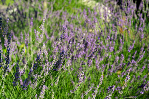 Lavender field in bloom with purple flowers rises above the green foliage, creating soft blur that extends into the distance in city park Krasnodar or Galitsky park'