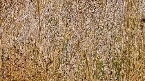 Layered Golden Grass Stems in a Dense Natural Summer Meadow