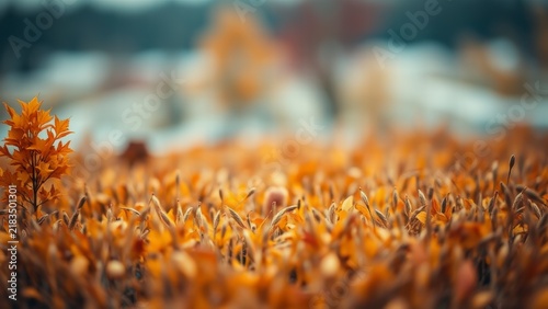 Vibrant orange autumn leaves field with blurred background