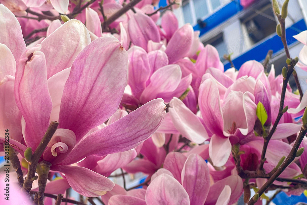 Obraz premium Pink magnolia blossom in spring