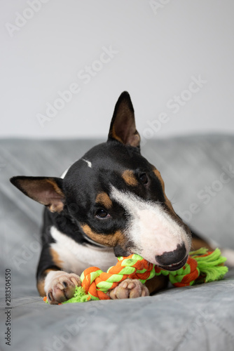 bull terrier dog chewing a rope toy on a couch