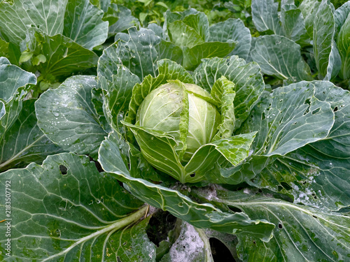head of cabbage on the field