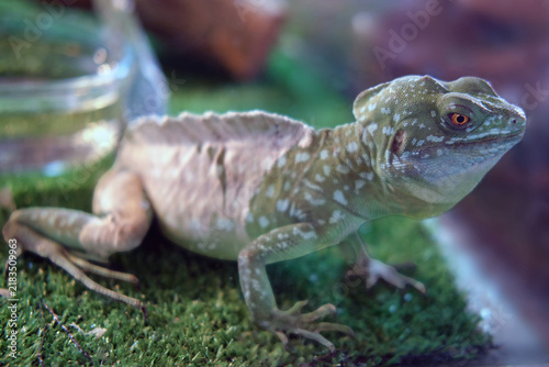 Obraz na plátně Basilisk lizard sitting on green moss