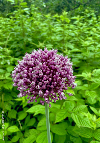 pink and purple flower in field