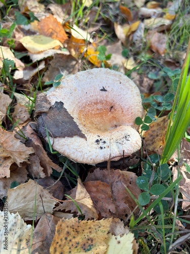 Fotografie mushroom in the forest