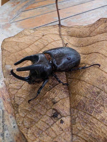 Foto wild rhinoceros beetle perched on a dry leaf