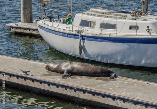 California Sea Lion Resting on Marina Dock Beside Sailboat in Marina del Rey Harbor on Sunny Coastal Afternoon Today