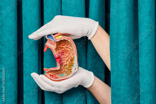 Foto Medical specialist presenting gastric mucosa and esophagus anatomical structure