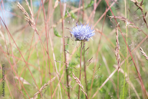 Fotografie Horizontal close-up of a blue eryngium flower with spiky bracts blooming among dry grass stems