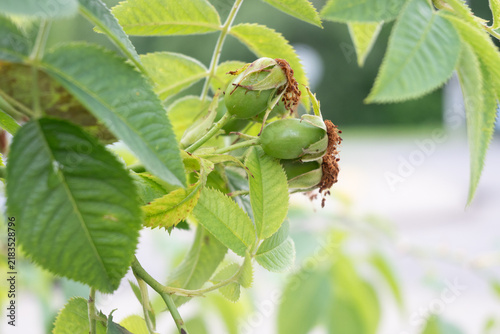 Quadro su tela Green unripe rosehip berries with withered sepal remnants growing on a leafy branch