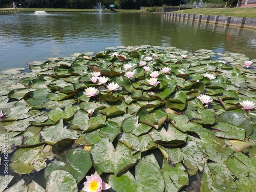 Foto Group of Nymphaea Hollandia_ Pink Water Lily in a pond in summer