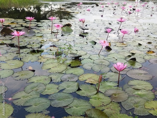 Cuadro en lienzo pink water lilies in pond