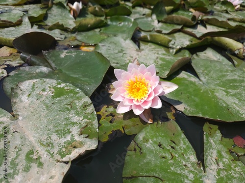 Obraz na płótnie Close up of Nymphaea Hollandia_ Pink Water Lily in a pond in summer