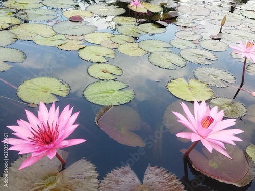 Cuadro en lienzo water lilies in the pond