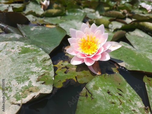 Quadro su tela Close up of Nymphaea Hollandia_ Pink Water Lily in a pond