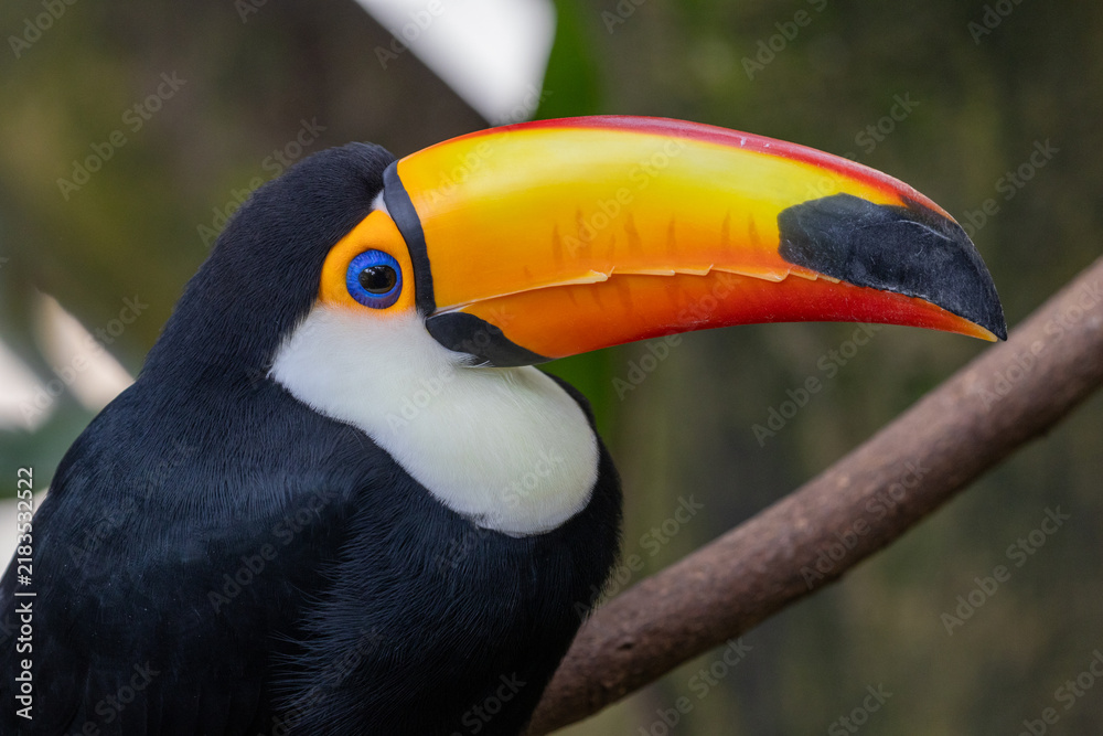 Fototapeta premium close up of toucan bill