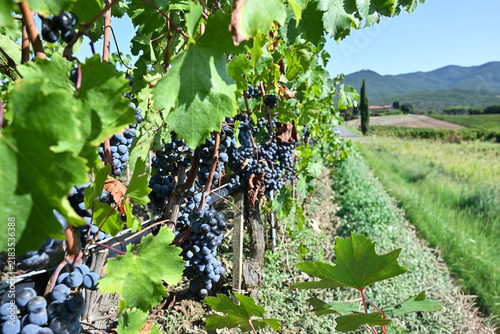 Bolgheri Tuscany 9/5/2025 Bolgheri Cabernet Sauvignon grapes and vineyards in Tuscany for Supertuscan Grattamacco, Sassicaia and Ornellaia wines.The Grattamacco vineyards