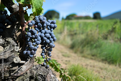 Bolgheri Tuscany 9/5/2025 Bolgheri Cabernet Sauvignon grapes and vineyards in Tuscany for Supertuscan Grattamacco, Sassicaia and Ornellaia wines.The Grattamacco vineyards