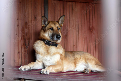 A medium-sized brown dog with a thick coat rests on a wooden platform inside a kennel. The dog has a strong build and attentive expression.