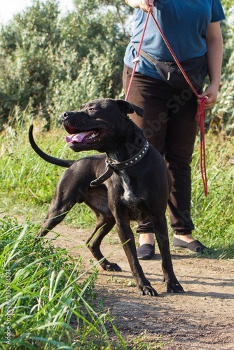A young woman walks a large black dog on a leash in a grassy area. The dog appears happy and energetic, with a shiny coat and a collar. The woman wears a blue shirt and black pants.